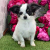 504676432_small Chelsey