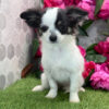 504676433_small Chelsey