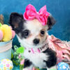 Loretta