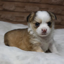 504702140_small Bently
