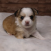 504702141_small Bently