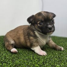 Apollo