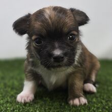 504705431_small Apollo