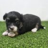 504706578_small Oreo