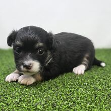 504706578_small Oreo