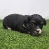 504706587_small Oreo