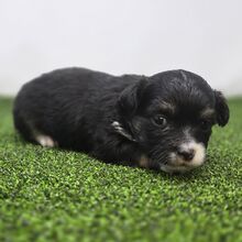 504706587_small Oreo