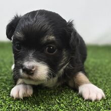 Oreo