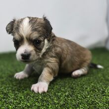 504706632_small Twix