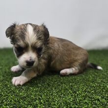 504706639_small Twix