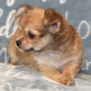 504720555_small Travis