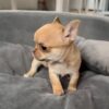 Oliver