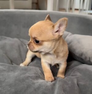 Oliver