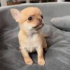 Oliver