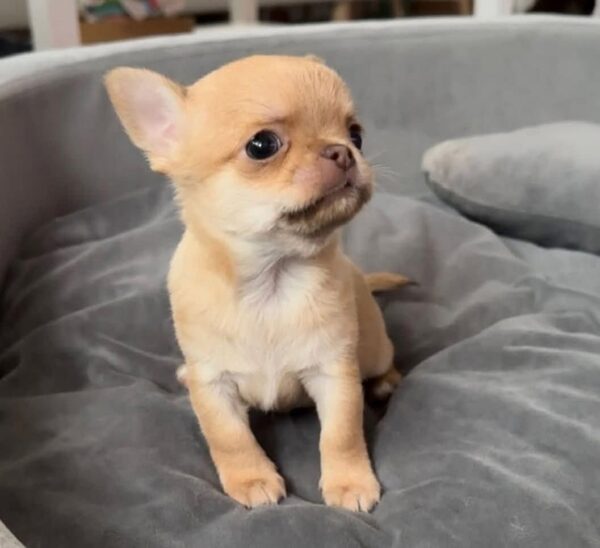 Oliver