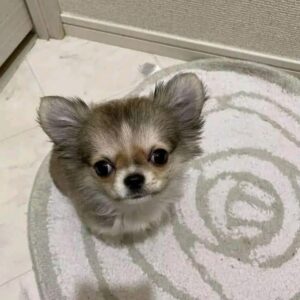 Simba