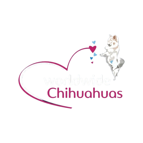 world wide chihuahuas